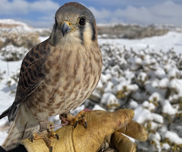 NM Wildlife Centre