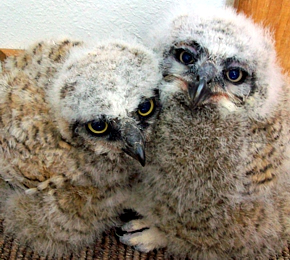 The Santa Fe Raptor Center